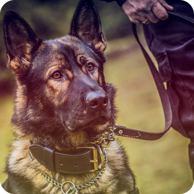 Security-Service-K9s-BizAcadem